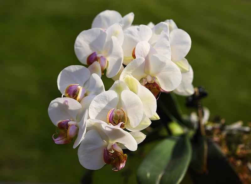 Elegant Orchid Arrangements