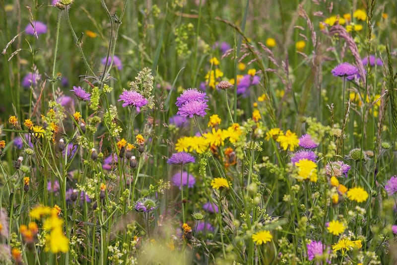 Whimsical Wildflowers